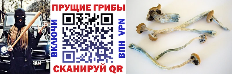 Псилоцибиновые грибы Cubensis  закладка  Благовещенск 